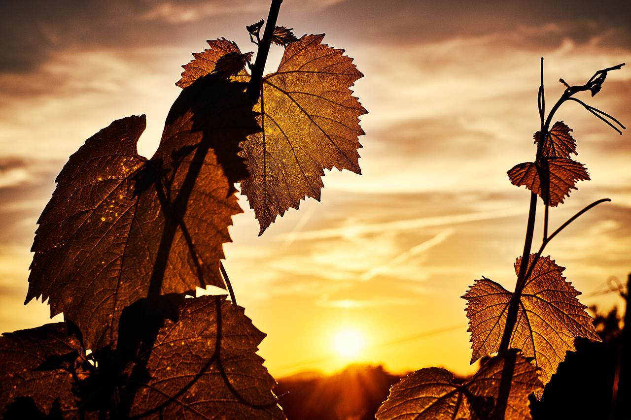 Loisium Wine & Spa Hotel Suedsteiermark Ehrenhausen Luaran gambar