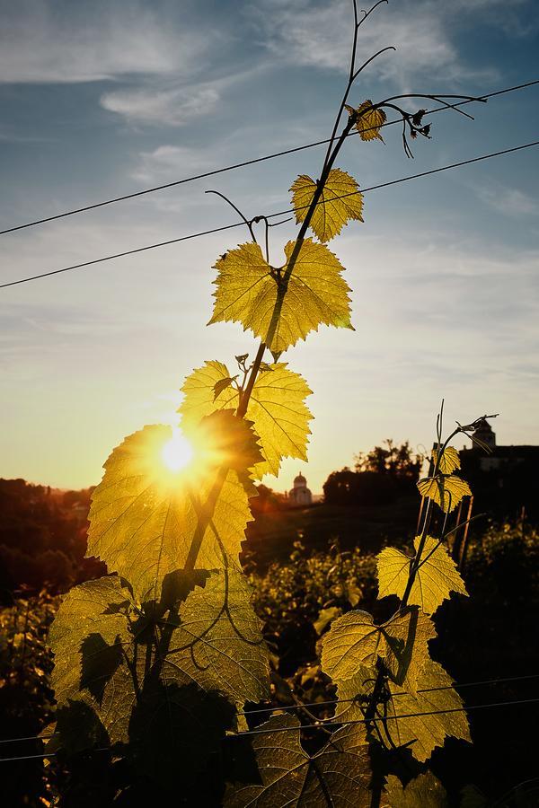 Loisium Wine & Spa Hotel Suedsteiermark Ehrenhausen Luaran gambar