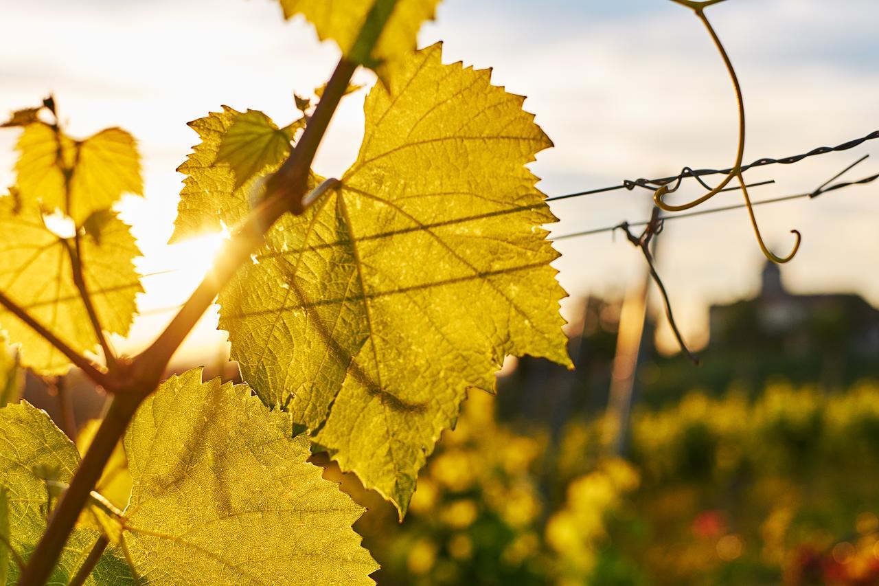 Loisium Wine & Spa Hotel Suedsteiermark Ehrenhausen Luaran gambar